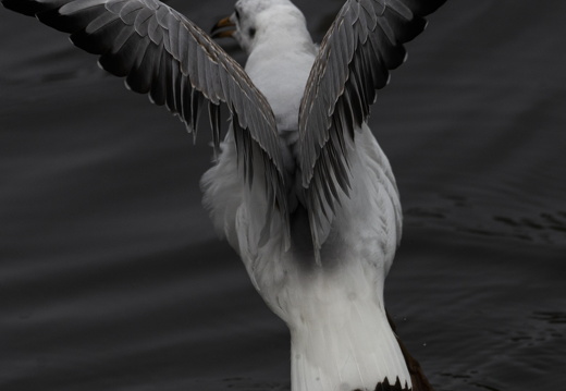 20191012-Grachtenrace-1167