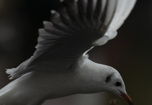 20191012-Grachtenrace-1168